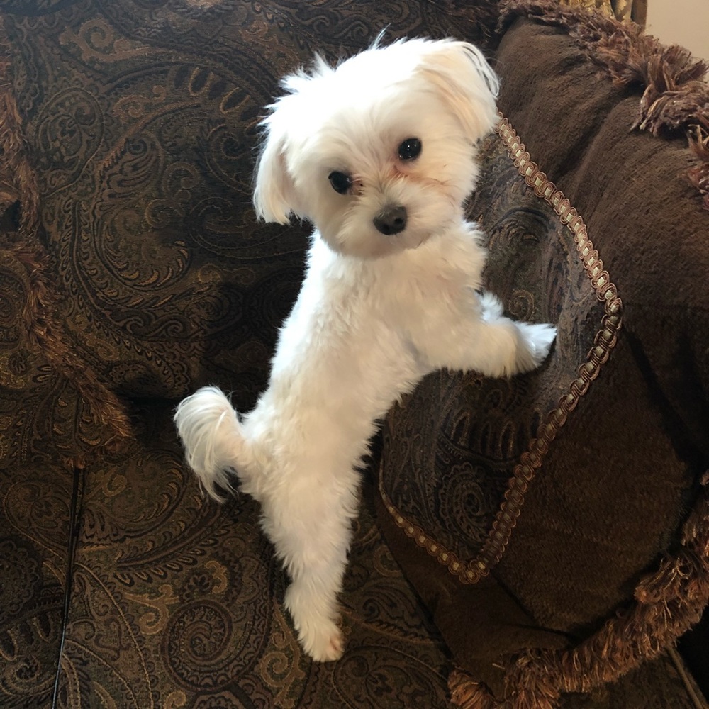 Meet your Posher, Sami